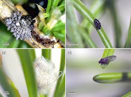 Attēlu rezultāti vaicājumam “Adelges laricis nymph”