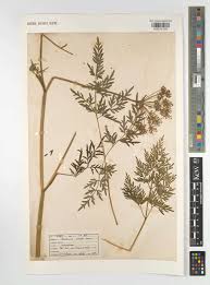 Attēlu rezultāti vaicājumam “Peucedanum palustre”