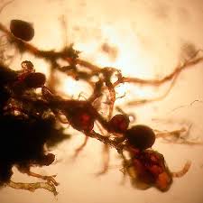 Attēlu rezultāti vaicājumam “Dicranella staphylina macro”