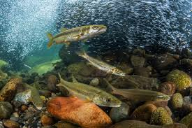 Image result for Ptychocheilus grandis