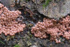 Attēlu rezultāti vaicājumam “Trichia contorta”