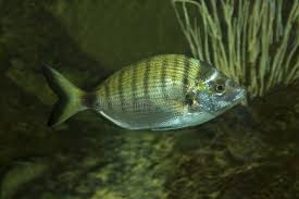 Image result for Diplodus puntazzo