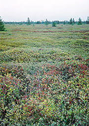 Attēlu rezultāti vaicājumam “Sphagnum riparium”