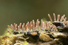 Attēlu rezultāti vaicājumam “Stemonitopsis hyperopta var. landewaldii young”