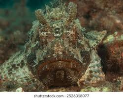 Image result for Scorpaena porcus