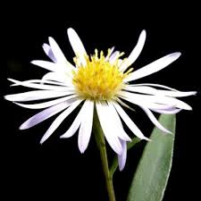 Attēlu rezultāti vaicājumam “Symphyotrichum x salignum flower”