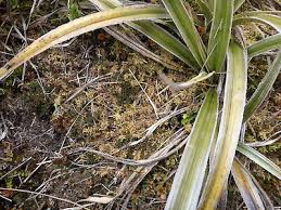 Attēlu rezultāti vaicājumam “Hylocomium splendens sporophyte”