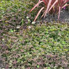 Attēlu rezultāti vaicājumam “Trifolium repens”