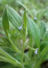 Attēlu rezultāti vaicājumam “Myosotis sparsiflora flower”