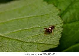 Attēlu rezultāti vaicājumam “Closterotomus biclavatus imago”