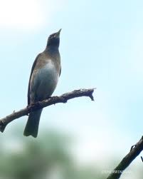 Image result for Turdus obscurus