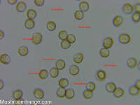 Attēlu rezultāti vaicājumam “Reticularia jurana”