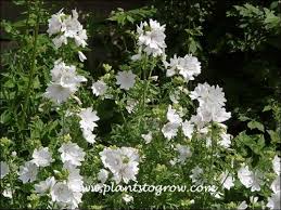 Image result for Malva moschata alba