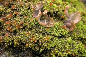 Attēlu rezultāti vaicājumam “Barbilophozia kunzeana”