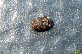 Attēlu rezultāti vaicājumam “Anthrenus museorum”