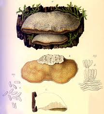 Attēlu rezultāti vaicājumam “Trametes suaveolens”