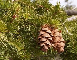 Attēlu rezultāti vaicājumam “Pseudotsuga menziesii var. glauca”