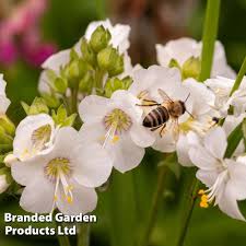 Image result for Polemonium coeruleum album