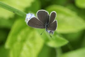 Attēlu rezultāti vaicājumam “Cupido minimus female”