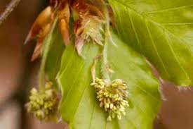 Attēlu rezultāti vaicājumam “Fagus sylvatica flower”