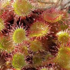 Attēlu rezultāti vaicājumam “Drosera rotundifolia”