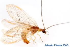 Attēlu rezultāti vaicājumam “Hemerobiidae”