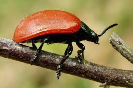 Attēlu rezultāti vaicājumam “Chrysomela populi”