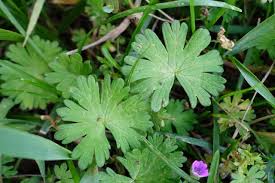 Attēlu rezultāti vaicājumam “Geranium molle”