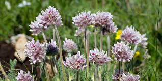 Attēlu rezultāti vaicājumam “Anthyllis arenaria”