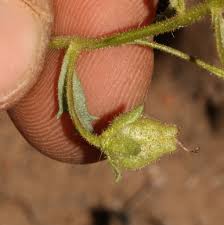 Image result for Alonsoa liniflora