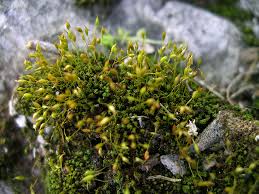 Attēlu rezultāti vaicājumam “Weissia brachycarpa”