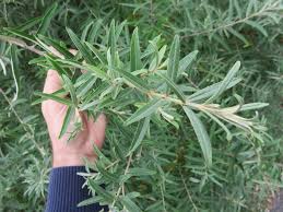 Attēlu rezultāti vaicājumam “Hippophae rhamnoides leaf”