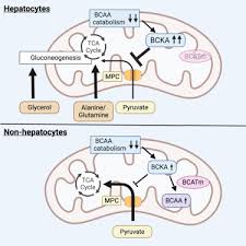 Image result for BCKA