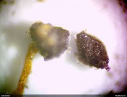 Attēlu rezultāti vaicājumam “Didymium megalosporum macro”