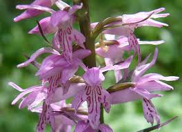 Attēlu rezultāti vaicājumam “Dactylorhiza russowii flower”