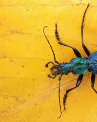 Attēlu rezultāti vaicājumam “Cribraria costata macro”