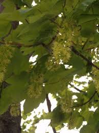 Attēlu rezultāti vaicājumam “Acer pseudoplatanus flower”