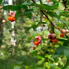 Attēlu rezultāti vaicājumam “Euonymus verrucosus fruit”