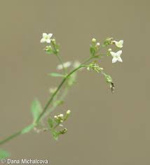 Attēlu rezultāti vaicājumam “Galium schultesii flower”