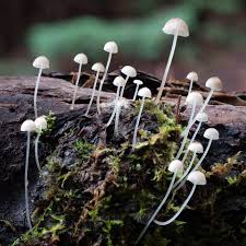 Attēlu rezultāti vaicājumam “Mycena filopes”
