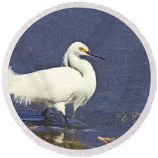 Image result for Egretta thula