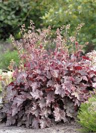 Image result for HEUCHERA americana 'Palace Purple Auslese'