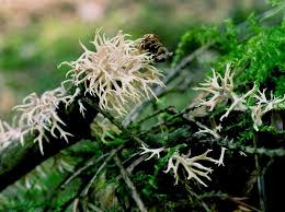 Attēlu rezultāti vaicājumam “Lentaria”