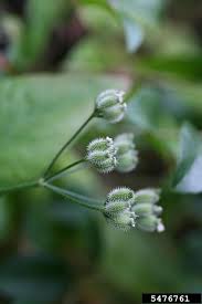 Attēlu rezultāti vaicājumam “Torilis japonica”