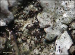 Attēlu rezultāti vaicājumam “Parmelina tiliacea”