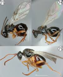 Attēlu rezultāti vaicājumam “Cynipidae”