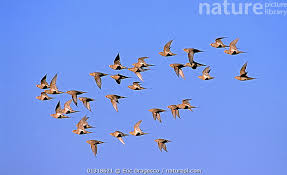 Image result for Syrrhaptes paradoxus