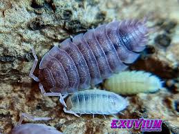 Attēlu rezultāti vaicājumam “Porcellio scaber”