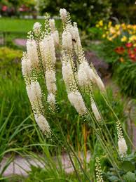 Image result for Silberkerze