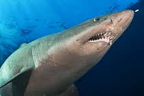 Image result for Odontaspis ferox